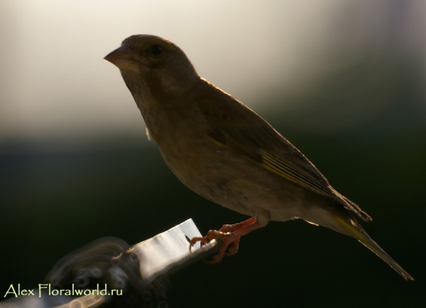 Обыкновенная зеленушка (Carduelis chloris)
Ключевые слова: обыкновенная зеленушка Carduelis chloris