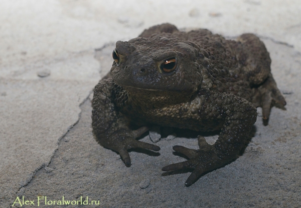 Серая жаба (Bufo Bufo)
Ключевые слова: Серая жаба Bufo Bufo