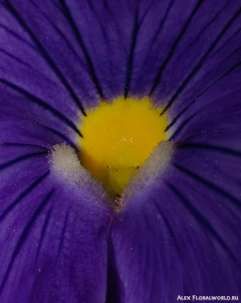 Виола, центральная часть цветка
Ключевые слова: виола цветок растение