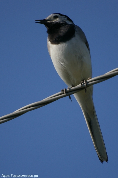 Белая трясогузка (Motacilla alba), самец
Ключевые слова: Motacilla alba трясогузка белая самец