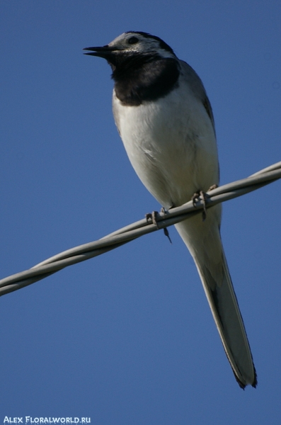 Белая трясогузка (Motacilla alba), самец
Ключевые слова: Motacilla alba трясогузка белая самец