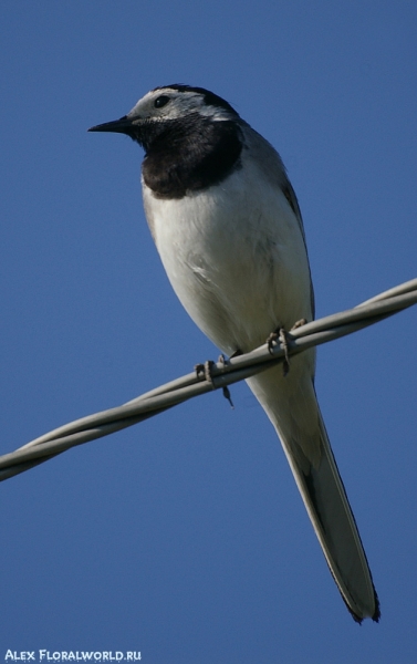 Белая трясогузка (Motacilla alba), самец
Ключевые слова: Motacilla alba трясогузка белая самец