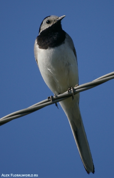 Белая трясогузка (Motacilla alba), самец
Ключевые слова: Motacilla alba трясогузка белая самец