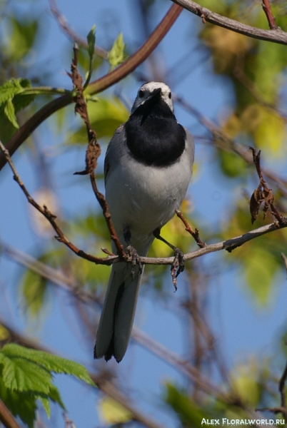 Белая трясогузка (Motacilla alba), самец
Ключевые слова: Motacilla alba трясогузка белая самец