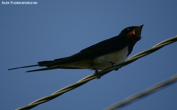 Самец ласточки-касатки (Hirundo rustica)
Ключевые слова: Самец ласточка-касатка Hirundo rustica
