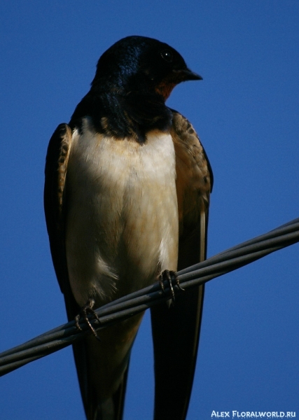 Самец ласточки-касатки (Hirundo rustica)
Ключевые слова: Самец ласточка-касатка Hirundo rustica