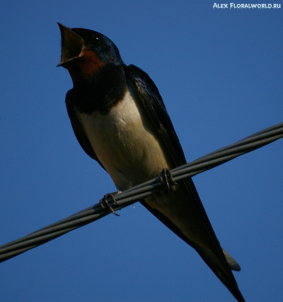Самец ласточки-касатки (Hirundo rustica)
Ключевые слова: Самец ласточка-касатка Hirundo rustica