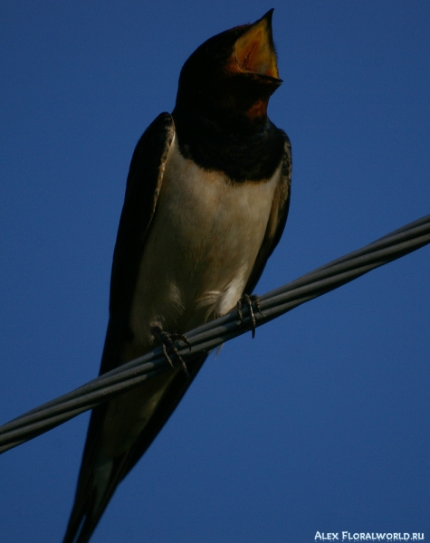 Самец ласточки-касатки (Hirundo rustica)
Ключевые слова: Самец ласточка-касатка Hirundo rustica