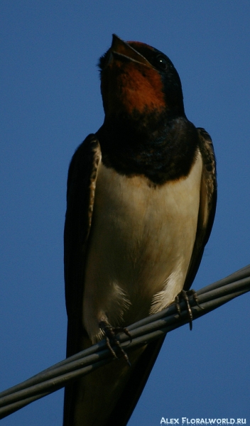 Самец ласточки-касатки (Hirundo rustica)
Ключевые слова: Самец ласточка-касатка Hirundo rustica