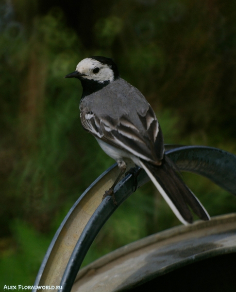 Белая трясогузка (Motacilla alba), самец
Ключевые слова: Motacilla alba трясогузка белая самец
