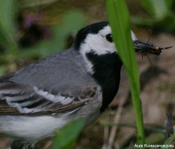 Белая трясогузка (Motacilla alba), самец
Ключевые слова: Motacilla alba трясогузка белая самец