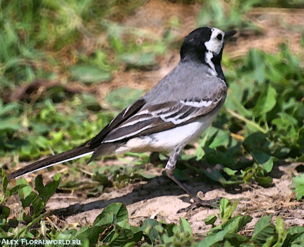 Белая трясогузка (Motacilla alba), самец
Ключевые слова: Motacilla alba трясогузка белая самец