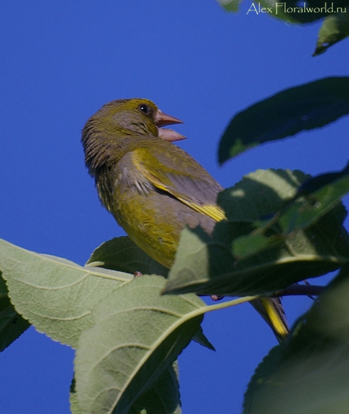 Зеленушка (Carduelis chloris), самец 
Ключевые слова: зеленушка птица самец Carduelis chloris