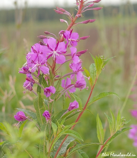 Иван-чай или кипрей узколистный (Epilobium angustifolium) 
Ключевые слова: иван чай кипрей узколистный Epilobium angustifolium