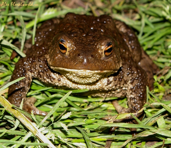 Серая жаба (Bufo bufo)
Ключевые слова: серая жаба  Bufo bufo