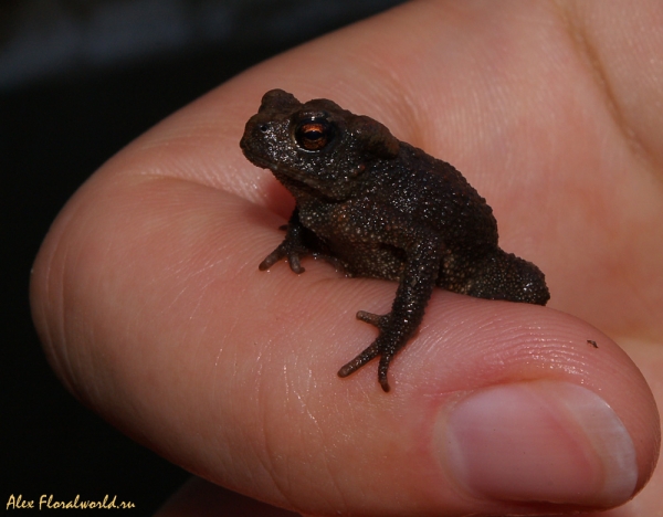 Малыш жабеныш (Bufo bufo)
Ключевые слова: жаба жабеныш Bufo bufo