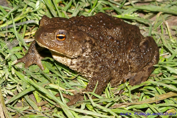 Серая жаба (Bufo bufo)
Ключевые слова: серая жаба  Bufo bufo