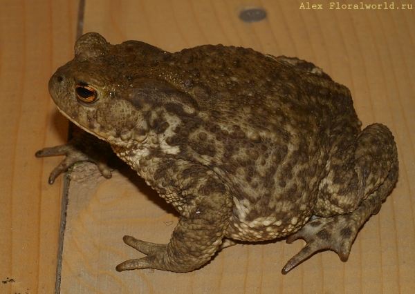 Большая серая жаба (Bufo bufo)
Ключевые слова: Большая серая жаба Bufo bufo