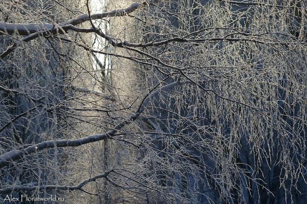 Зимняя сказка
Ключевые слова: зима фото