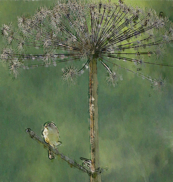 Садовая камышевка (Acrocephalus dumetorum) на борщевике
Ключевые слова: садовая камышевка птица пересмешник борщевик