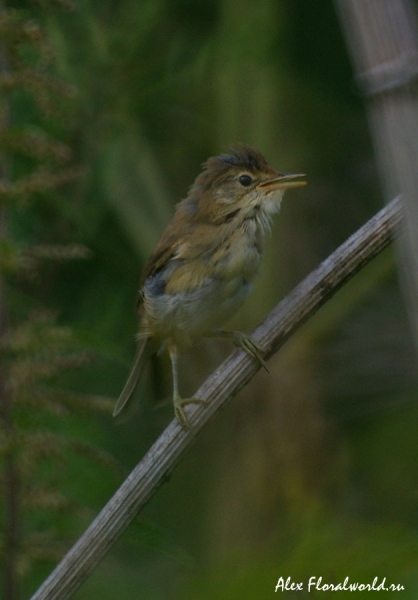 Садовая камышевка (Acrocephalus dumetorum) на борщевике
Линяет :-)))
Ключевые слова: садовая камышевка птица пересмешник ветка борщевик сидит