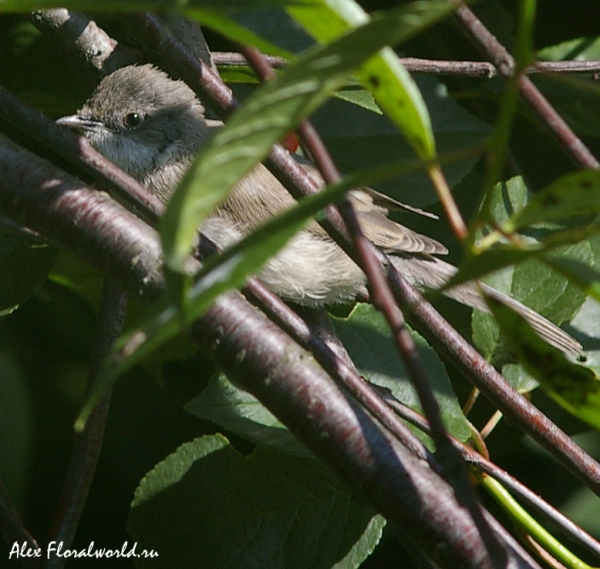 Садовая славка на вишне
Ключевые слова: садовая камышевка птица пересмешник ветка вишня Acrocephalus dumetorum