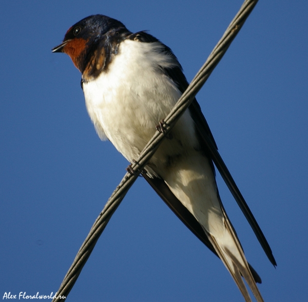 Ласточка-касатка, деревенская ласточка (Hirundo rustica)
Самец-красавец!
Ключевые слова: Ласточка-касатка деревенская ласточка Hirundo rustica