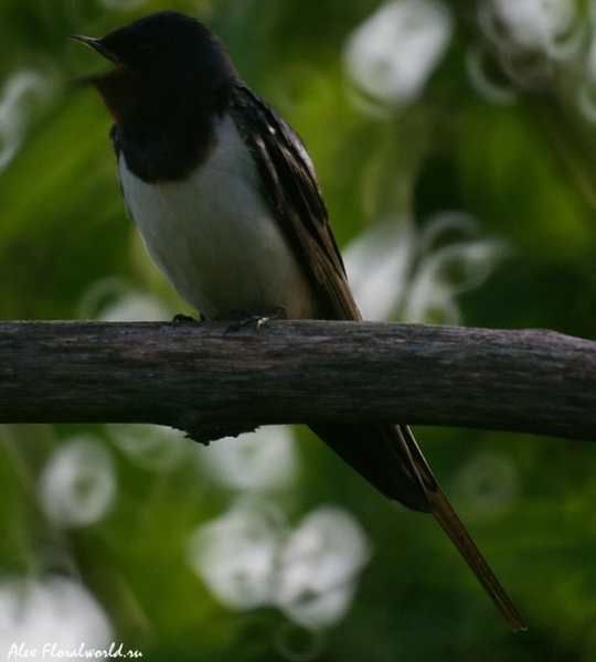 Ласточка-касатка, деревенская ласточка (Hirundo rustica)
Ключевые слова: Ласточка-касатка деревенская ласточка Hirundo rustica