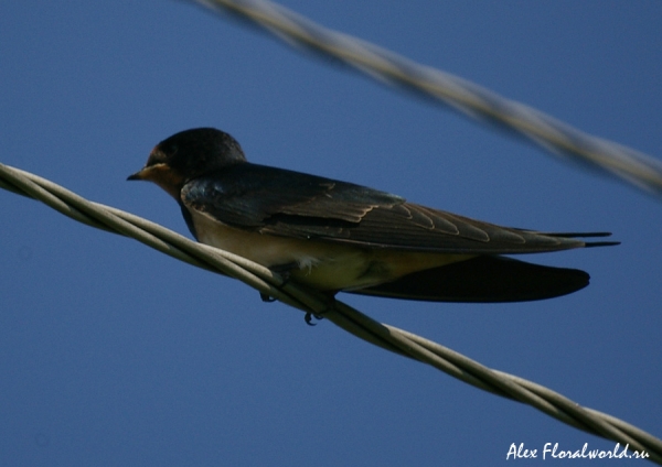 Ласточка-касатка, деревенская ласточка (Hirundo rustica), слеток
Ключевые слова: Ласточка-касатка деревенская ласточка Hirundo rustica слеток