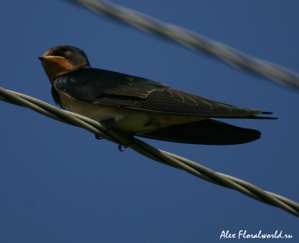 Ласточка-касатка, деревенская ласточка (Hirundo rustica), слеток
Ключевые слова: Ласточка-касатка деревенская ласточка Hirundo rustica слеток