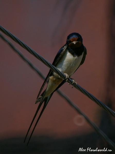 Ласточка-касатка, деревенская ласточка (Hirundo rustica)
Ключевые слова: Ласточка-касатка деревенская ласточка Hirundo rustica