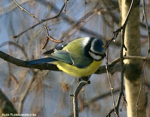 Лазоревка, или голубая лазоревка (Parus caeruleus)
Ключевые слова: фото Лазоревка голубая лазоревка Parus caeruleus 