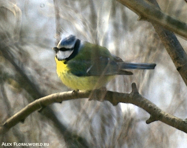 Лазоревка, или голубая лазоревка (Parus caeruleus)
Ключевые слова: Лазоревка голубая лазоревка Parus caeruleus фото