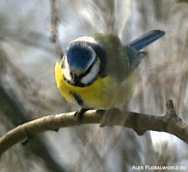 Лазоревка, или голубая лазоревка (Parus caeruleus)
Ключевые слова: Фото Лазоревка голубая лазоревка Parus caeruleus