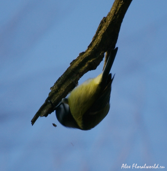 Лазоревка, или зеленая, или голубая лазоревка (Parus caeruleus)
Ключевые слова: Лазоревка зеленая голубая Parus caeruleus осень ноябрь