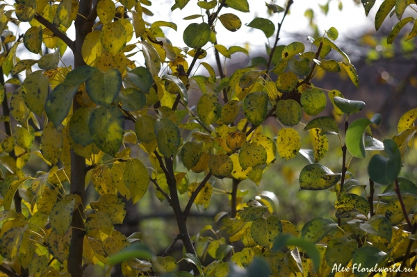 Молодая груша еще не облетела в октябре
Ключевые слова: груша листья осень октябрь