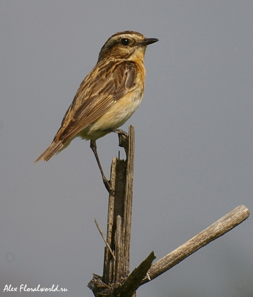 Луговой чекан (Saxicola rubetra), по видимому, самка
Ключевые слова: Луговой чекан Saxicola rubetra самка