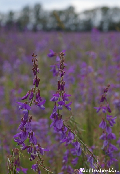 Видимо, люцерна (Medicago), один из сортов люцерны посевной
Ключевые слова: люцерна посевная сорт Medicago