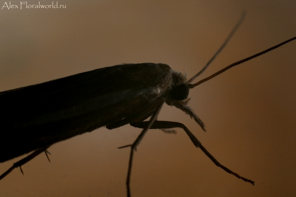 Ночная бабочка
Ключевые слова: ночная бабочка фото макро