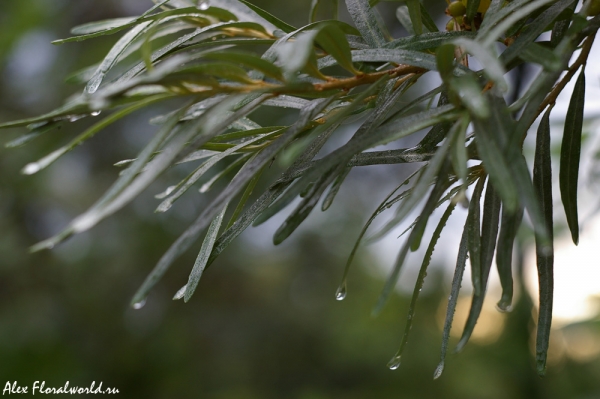 Листва облепихи (Hippophae rhamnoides) после дождя
Ключевые слова: облепиха Hippophae rhamnoides лист дождь