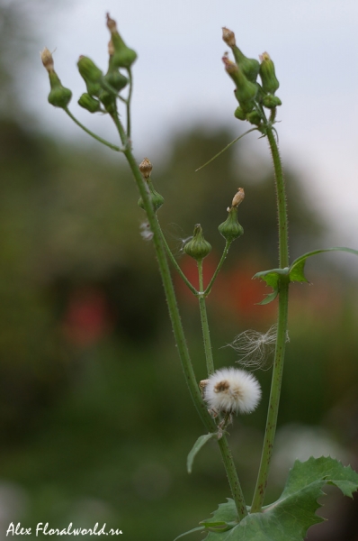 Осот огородный (Sonchus oleraceus)
Ключевые слова: Осот огородный Sonchus oleraceus