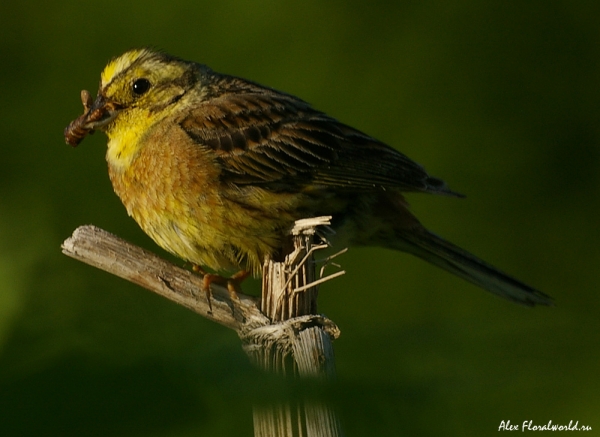 Обыкновенная овсянка, или желтоголовая, или лимонная овсянка (Emberiza citrinella). Самец
Ключевые слова: Обыкновенная овсянка желтоголовая лимонная Emberiza citrinella самец