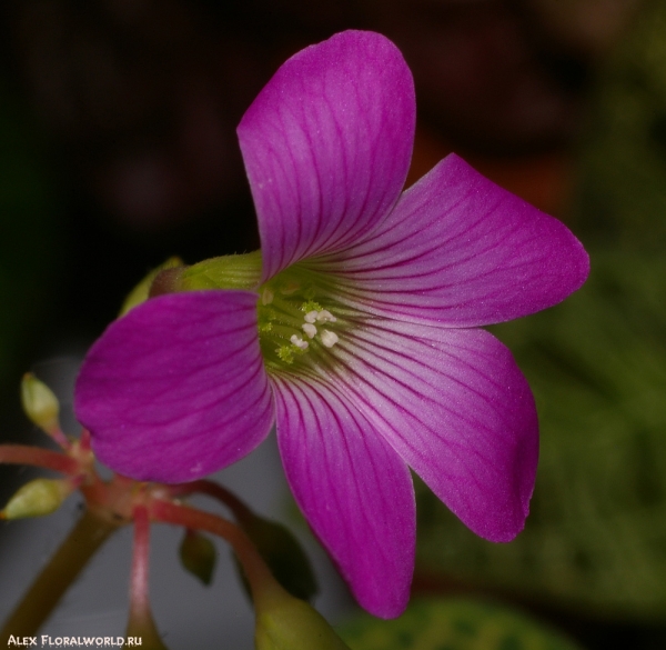 Кислица - Oxalis corymbosa 'Aureoreticulata'
Ключевые слова: кислица Oxalis фото макро