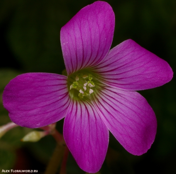 Кислица - Oxalis corymbosa 'Aureoreticulata'
Ключевые слова: кислица Oxalis corymbosa Aureoreticulata фото макро