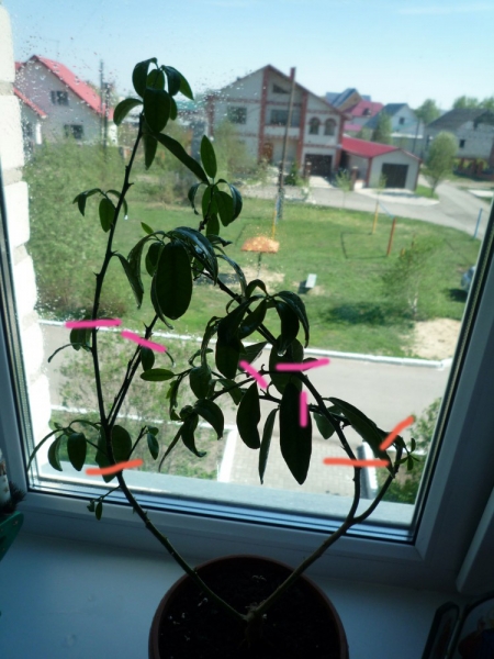 P1080426.JPG