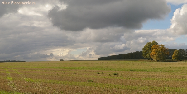 Pan_1_10_2010.jpg