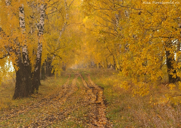 Pan_oct_185.jpg
