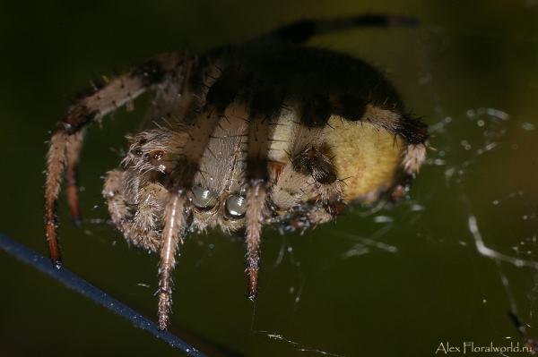 Паук, такие часто плетут большие круговые паутины
Ключевые слова: паук макро фото
