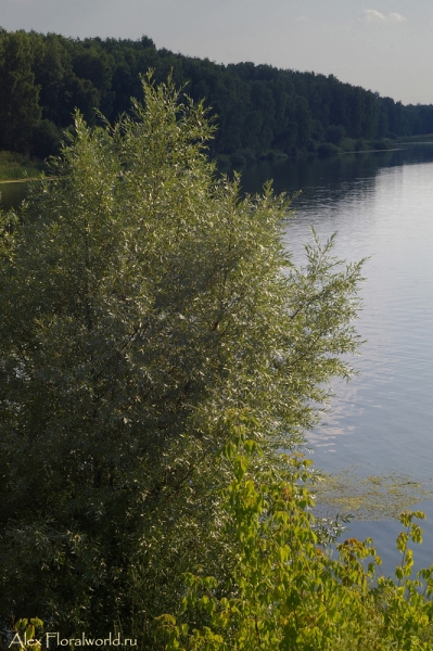 Сенницы, у пруда
Ключевые слова: сенницы село пруд