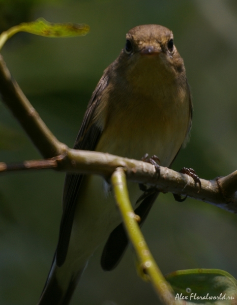 Пеночка, видимо Пеночка-трещетка (Phylloscopus sibilatrix)
Ключевые слова: Пеночка Пеночка-трещетка Phylloscopus sibilatrix